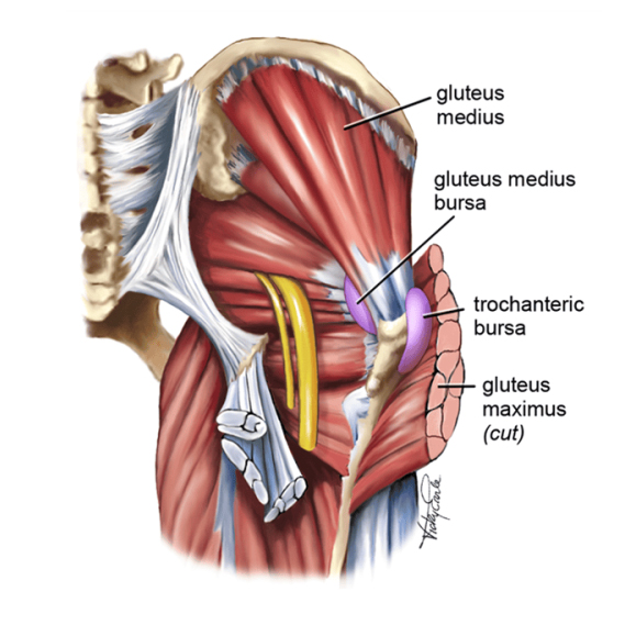 Anatomy of the Hip and the Bursa